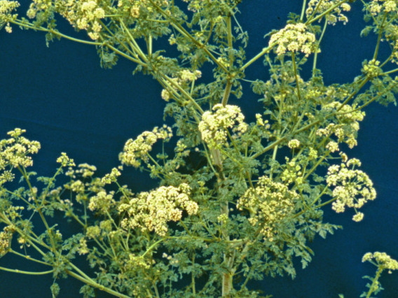 Poison hemlock in flower