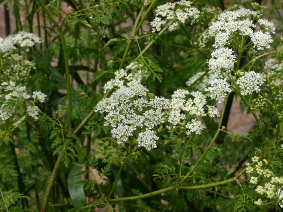 Poison hemlock flowers