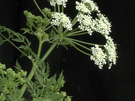 Poison hemlock flower