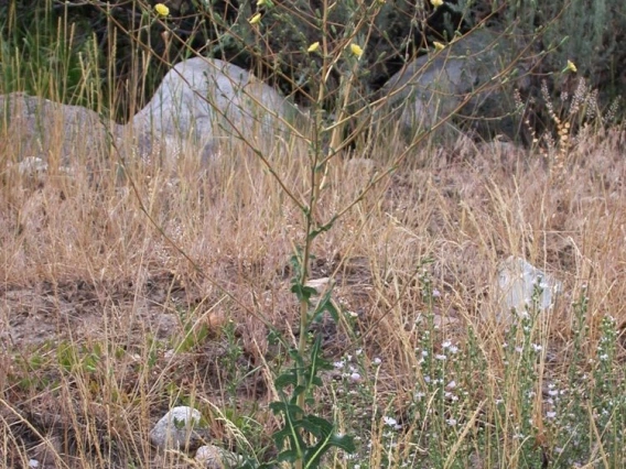 Prickly lettuce habit