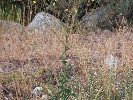 Prickly lettuce habit