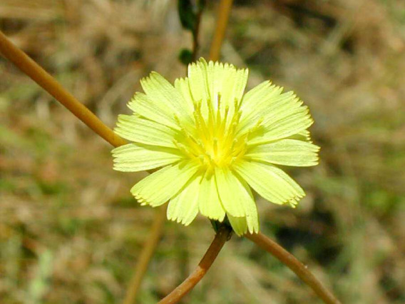 Prickly lettuce ray flowers