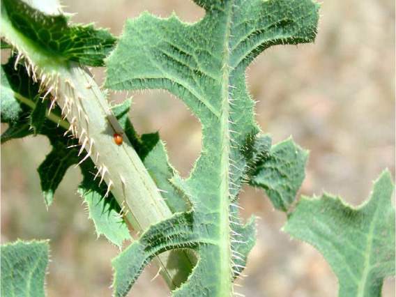 Prickles on underside of leaf