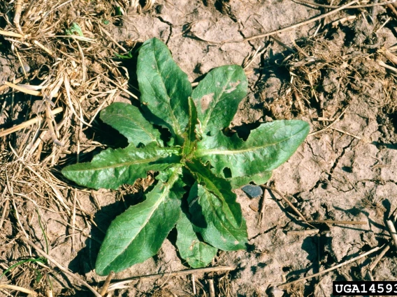 Prickly lettuce rosette