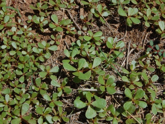 Purslane habit