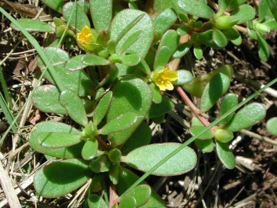 Purslane succulent leaves and flowers