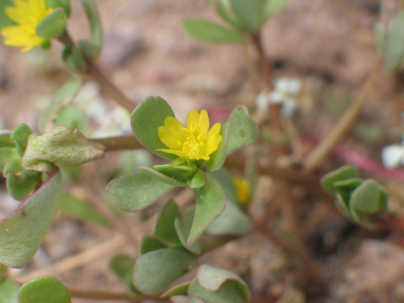 Purslane flower