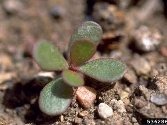 Purslane seedling