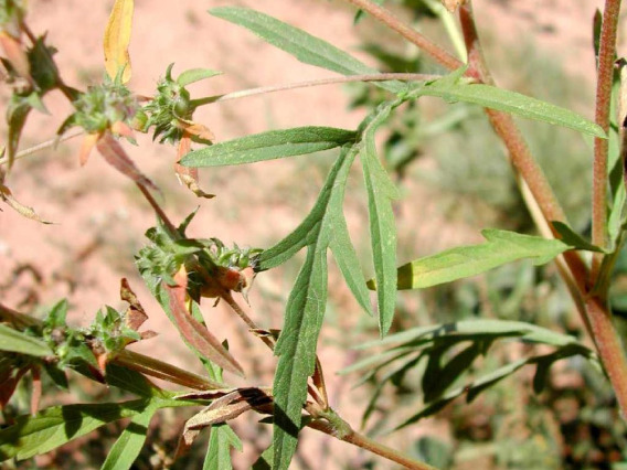 Ragweed leaf