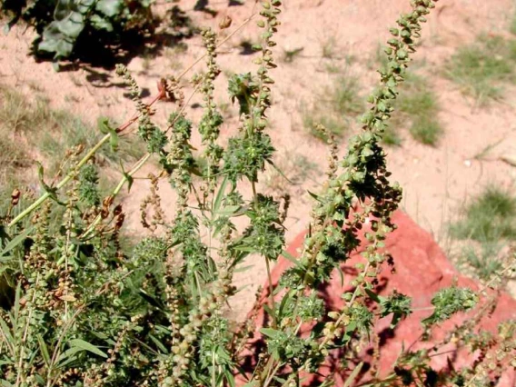 Ragweed habit