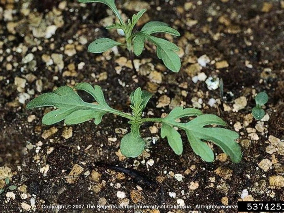 Ragweed seedling