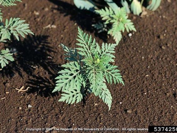 Young ragweed