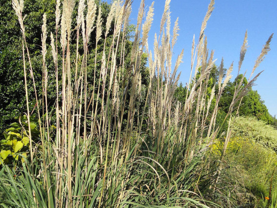 Ravenna grass