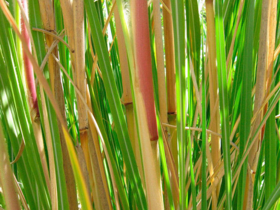 Ravenna grass stems