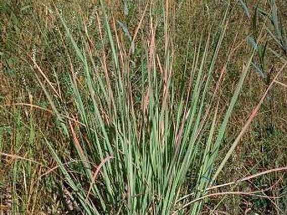 Young bunchgrass