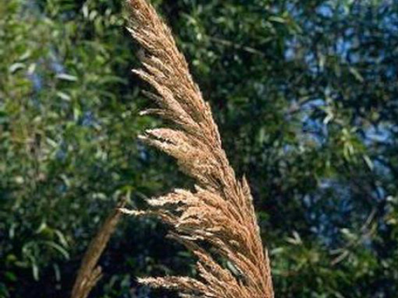 Ravenna grass flower