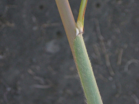 Ravenna grass stem