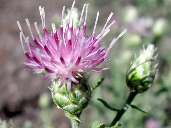 Russian knapweed flower heads