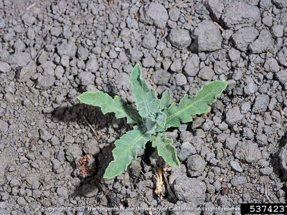 Russian knapweed basal rosette