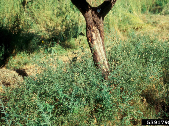 Russian knapweed threatens a tree