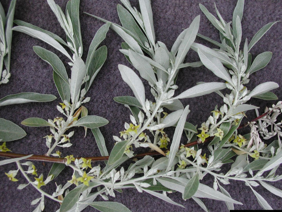 Foliage and flowers