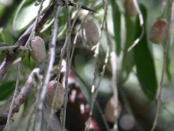 Russian olive fruit