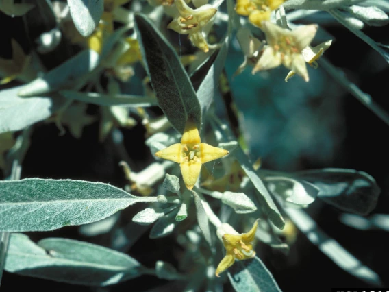 Foliage and flowers