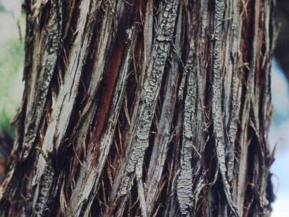 Mature bark