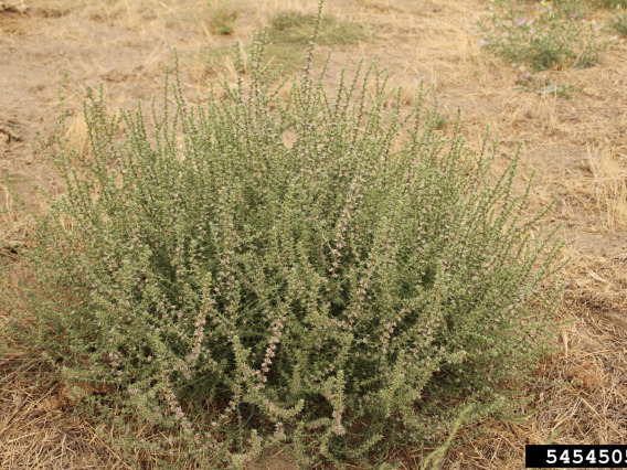 Russian thistle habit