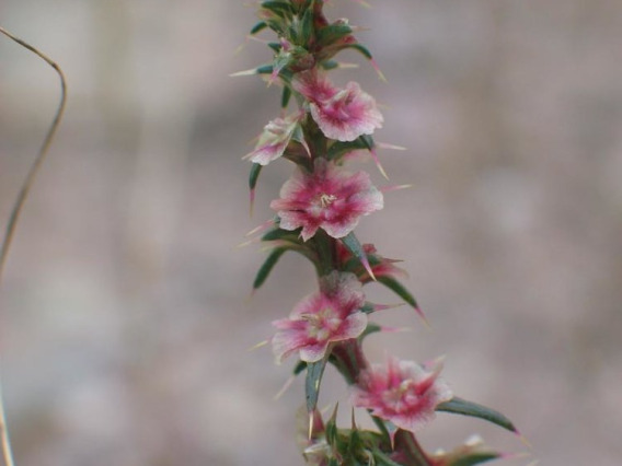 Russian thistle flowers