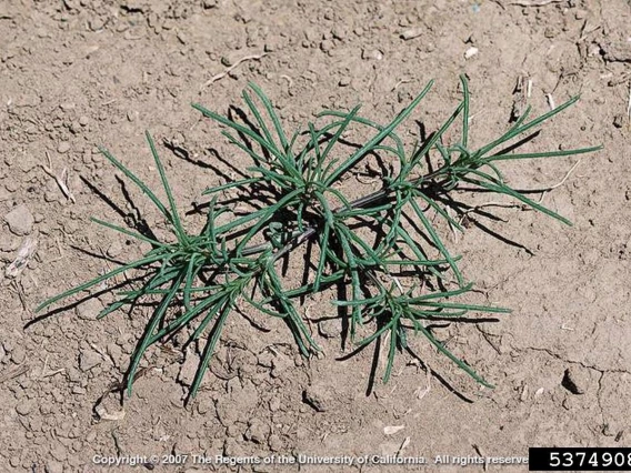 Immature Russian thistle plant