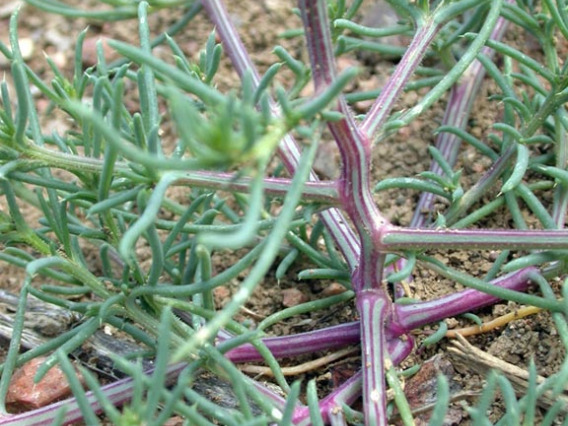 Characteristic striped stem of Russian thistle