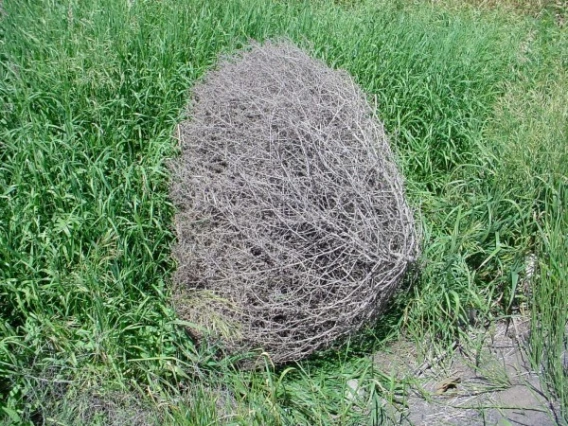 Russian thistle tumbleweed