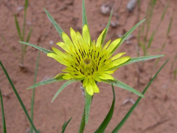 Salsify flower head