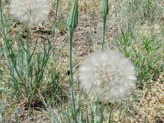 Salsify seed head