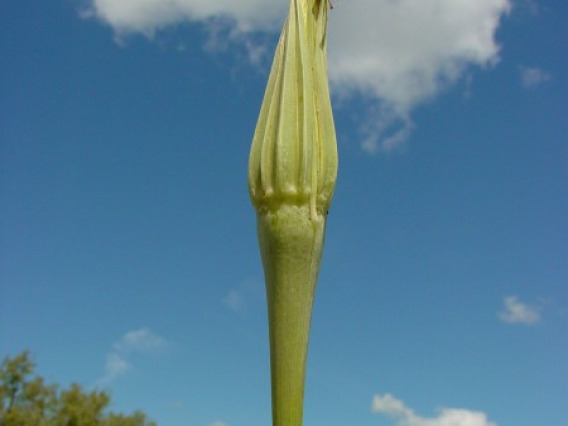 Salsify after bloom