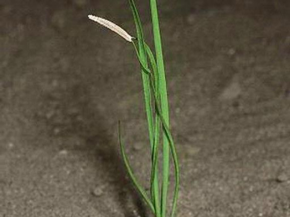 Salsify seedling