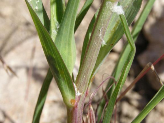 Salsify leaves and stem