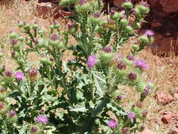 Scotch thistle habit