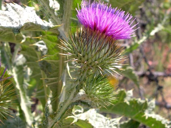 Flower head with spiny bracts