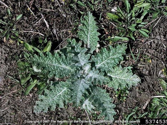 Scotch thistle rosette