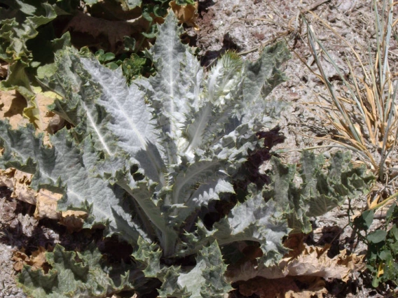 Scotch thistle basal rosette