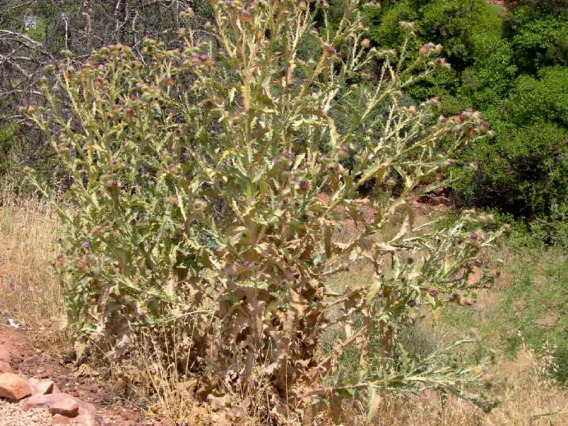 Scotch thistle habit