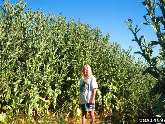 Scotch thistle infestation