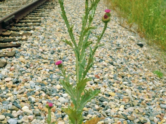 Scotch thistle plant