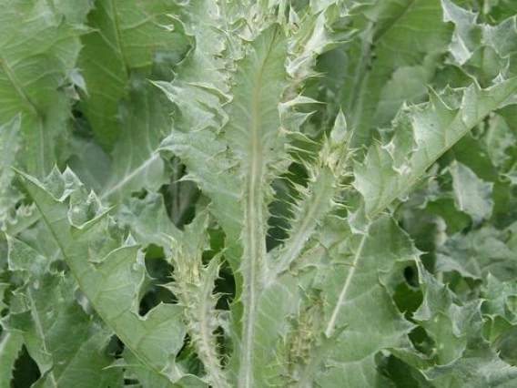 Scotch thistle leaves