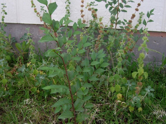 Siberian elm sapling