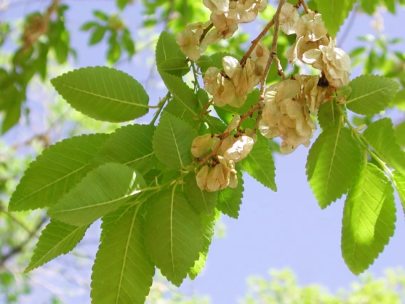 Siberian elm leaves and fruit