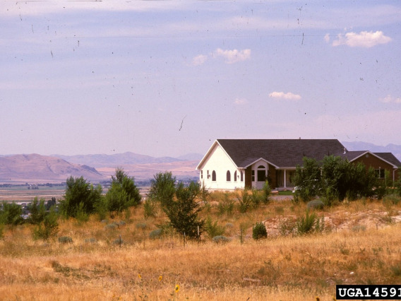 Siberian elm infestation