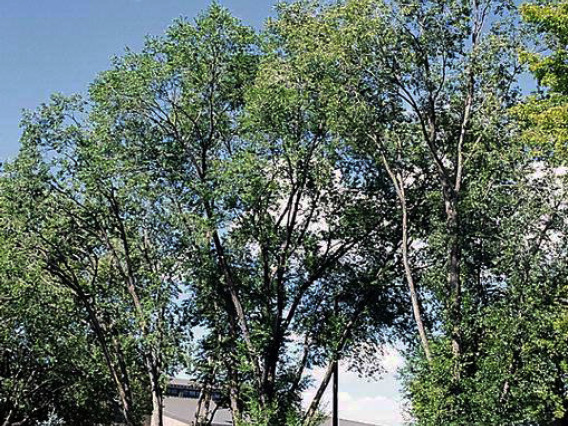 Siberian elm habit